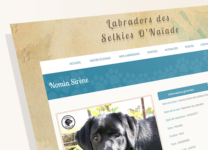 Site Elevage Labradors Selkies O'Naïade - zoom